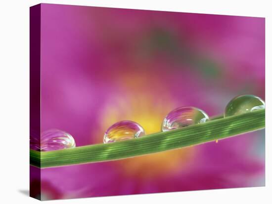 Asters in Water Droplets-Adam Jones-Premier Image Canvas