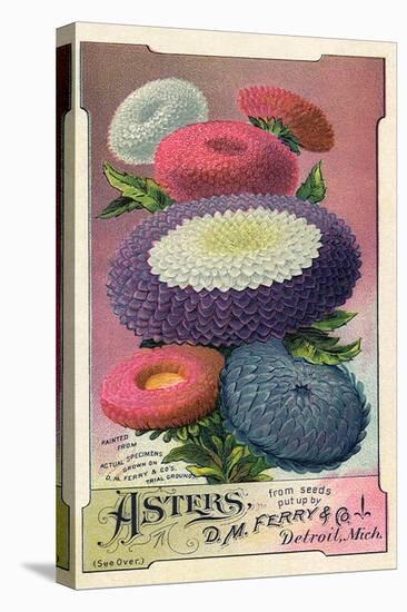 Asters Seed Packet, 1889-null-Premier Image Canvas