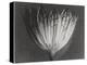 Astrantia Major-Karl Blossfeldt-Premier Image Canvas