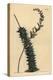 Astroloba Foliolosa (Small Leaved Aloe, Aloe Foliolosa)-Sydenham Teast Edwards-Premier Image Canvas
