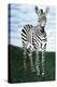 At Attention Zebra-Megan Morris-Stretched Canvas