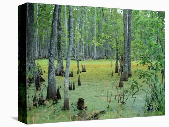 Atchafalaya Swamp Near Gibson in the Heart of 'Cajun Country', Louisiana, USA-Robert Francis-Premier Image Canvas