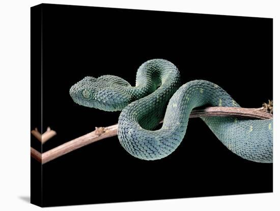 Atheris Chlorechis (Bush Viper)-Paul Starosta-Premier Image Canvas