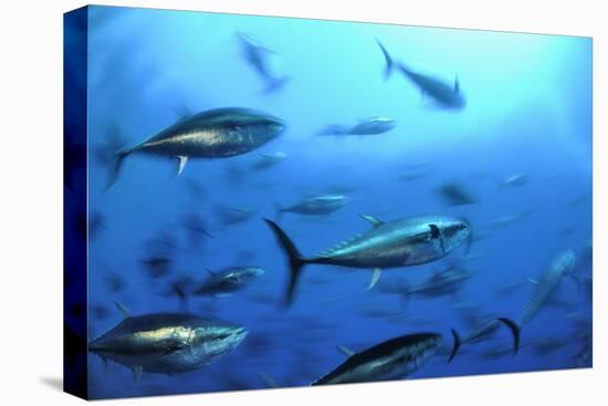 Atlantic Bluefin Tuna (Thunnus Thynnus) Shoal, Captive, Malta, Mediteranean, May 2009-Zankl-Premier Image Canvas