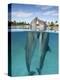 Atlantic Bottlenose Dolphins kissing-Stephen Frink-Premier Image Canvas