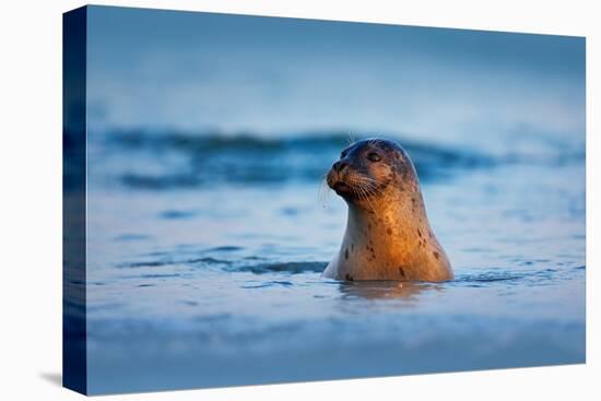 Atlantic Grey Seal, Halichoerus Grypus, Portrait in the Dark Blue Water Wit Morning Sun, Animal Swi-Ondrej Prosicky-Premier Image Canvas