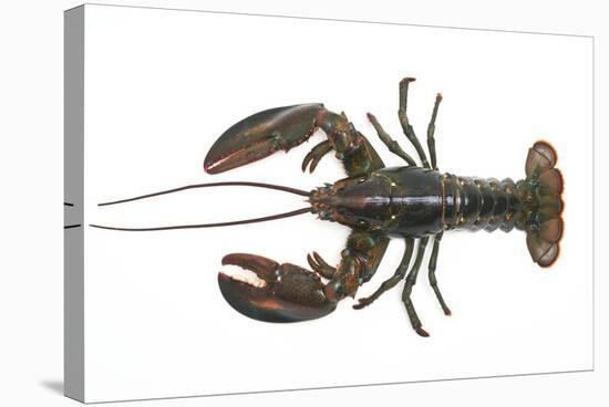 Atlantic Lobster-David Nunuk-Premier Image Canvas