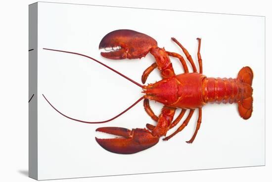 Atlantic Lobster-David Nunuk-Premier Image Canvas