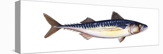 Atlantic Mackerel (Scomber Scombrus), Fishes-Encyclopaedia Britannica-Stretched Canvas