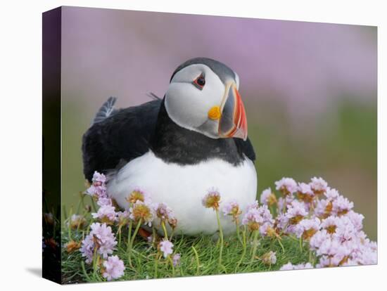 Atlantic Puffin and Sea Pink Flowers, Saltee Island, Ireland-Art Morris-Premier Image Canvas