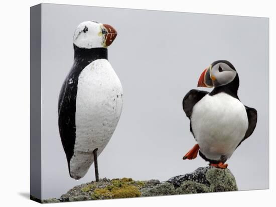 Atlantic Puffin Appears to Imitate a Decoy by Standing on One Leg, on Eastern Egg Rock, Maine-null-Premier Image Canvas