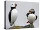 Atlantic Puffin Appears to Imitate a Decoy by Standing on One Leg, on Eastern Egg Rock, Maine-null-Premier Image Canvas