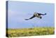 Atlantic Puffin (Fratercula arctica) flying and carrying fish in its beak, Northumberland, UK-Keren Su-Premier Image Canvas