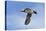 Atlantic Puffin (Fratercula arctica) flying, Northumberland, UK-Keren Su-Premier Image Canvas
