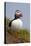 Atlantic Puffin (Fratercula Arctica), Iceland, Polar Regions-James-Premier Image Canvas