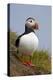 Atlantic Puffin (Fratercula Arctica), Iceland, Polar Regions-James-Premier Image Canvas