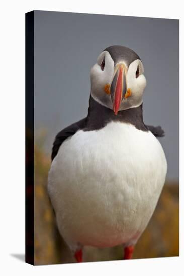 Atlantic Puffin (Fratercula Arctica), Iceland, Polar Regions-James-Premier Image Canvas