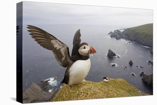 Atlantic Puffin (Fratercula Artica) Adult on Breeding Cliffs. Hermaness Nnr, Shetland, UK, June-Mark Hamblin-Premier Image Canvas