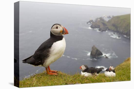 Atlantic Puffin (Fratercula Artica) Adults on Breeding Cliffs. Hermaness Nnr, Shetland, UK, June-Mark Hamblin-Premier Image Canvas