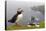 Atlantic Puffin (Fratercula Artica) Adults on Breeding Cliffs. Hermaness Nnr, Shetland, UK, June-Mark Hamblin-Premier Image Canvas