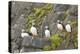 Atlantic Puffin Perched on a Cliff, Spitsbergen, Svalbard, Norway-Steve Kazlowski-Premier Image Canvas