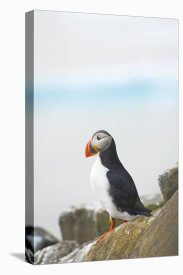 Atlantic Puffin Perched on a Cliff, Spitsbergen, Svalbard, Norway-Steve Kazlowski-Premier Image Canvas