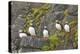 Atlantic Puffin Perched on a Cliff, Spitsbergen, Svalbard, Norway-Steve Kazlowski-Premier Image Canvas