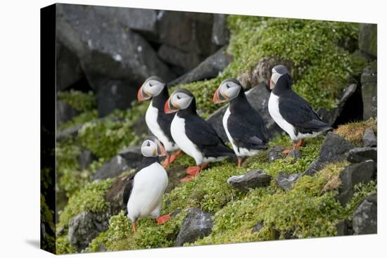 Atlantic Puffin, Sassenfjorden, Spitsbergen, Svalbard, Norway-Steve Kazlowski-Premier Image Canvas