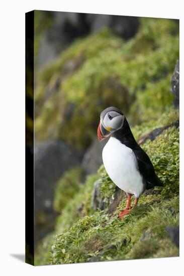 Atlantic Puffin, Sassenfjorden, Spitsbergen, Svalbard, Norway-Steve Kazlowski-Premier Image Canvas