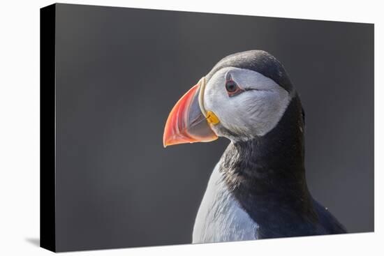 Atlantic Puffin. Scotland, Shetland Islands-Martin Zwick-Premier Image Canvas