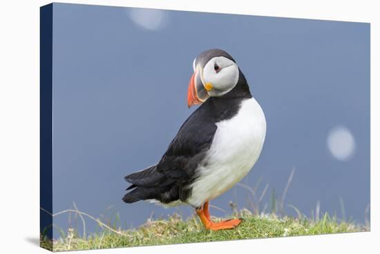 Atlantic Puffin. Scotland, Shetland Islands-Martin Zwick-Premier Image Canvas