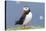 Atlantic Puffin. Scotland, Shetland Islands-Martin Zwick-Premier Image Canvas