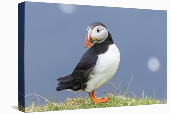 Atlantic Puffin. Scotland, Shetland Islands-Martin Zwick-Premier Image Canvas