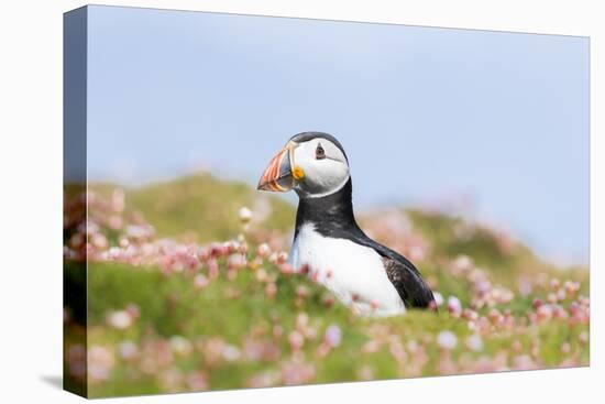 Atlantic Puffin. Scotland, Shetland Islands-Martin Zwick-Premier Image Canvas