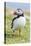 Atlantic Puffin. Scotland, Shetland Islands-Martin Zwick-Premier Image Canvas