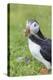 Atlantic Puffin. Scotland, Shetland Islands-Martin Zwick-Premier Image Canvas