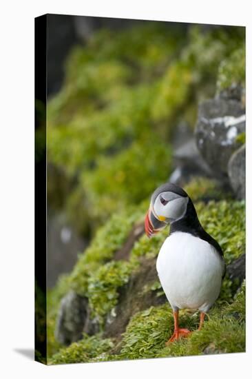 Atlantic Puffin, Spitsbergen, Svalbard, Norway-Steve Kazlowski-Premier Image Canvas