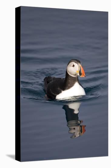 Atlantic Puffin Swimming in the Svalbard Islands-Paul Souders-Premier Image Canvas