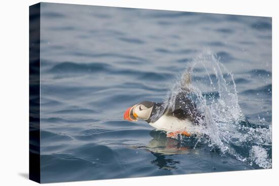 Atlantic Puffin Takes Flight, Spitsbergen, Svalbard, Norway-Steve Kazlowski-Premier Image Canvas