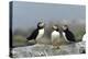 Atlantic Puffins, Machias Seal Island, Canada-Richard and Susan Day-Premier Image Canvas