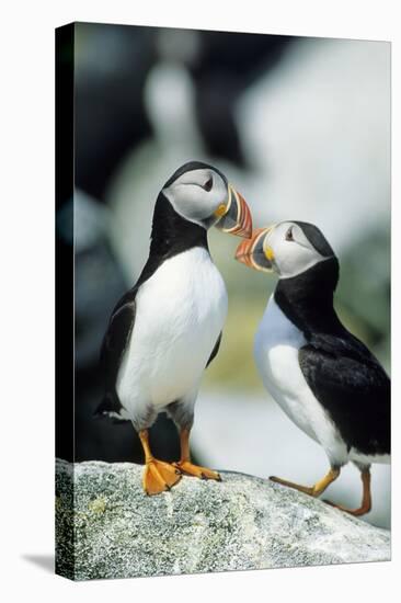 Atlantic Puffins, Machias Seal Island, Maine-Richard and Susan Day-Premier Image Canvas