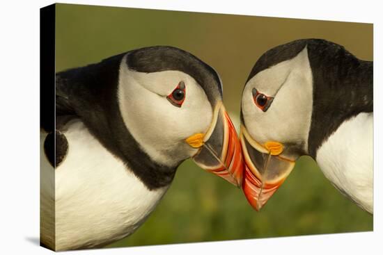 Atlantic Puffins pair bill rubbing, Skomer Island, Wales, UK-Danny Green-Premier Image Canvas