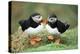 Atlantic Puffins Pair-null-Premier Image Canvas