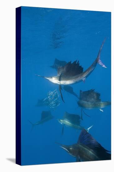 Atlantic Sailfish (Istiophorus Albicans) Hunting Sardines, Isla Mujeres, Yucatan Peninsula, Caribbe-Reinhard Dirscherl-Premier Image Canvas