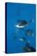 Atlantic Sailfish (Istiophorus Albicans) Hunting Sardines, Isla Mujeres, Yucatan Peninsula, Caribbe-Reinhard Dirscherl-Premier Image Canvas