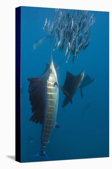 Atlantic Sailfish (Istiophorus Albicans) Hunting Sardines, Isla Mujeres, Yucatan Peninsula, Caribbe-Reinhard Dirscherl-Premier Image Canvas