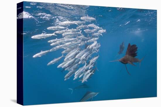 Atlantic Sailfish (Istiophorus Albicans) Hunting Sardines, Isla Mujeres, Yucatan Peninsula, Caribbe-Reinhard Dirscherl-Premier Image Canvas