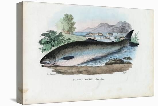 Atlantic Salmon, 1863-79-Raimundo Petraroja-Premier Image Canvas