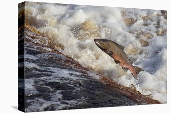 Atlantic Salmon (Salmo Salar) Leaping on Upstream Migration, England-Ann & Steve Toon-Premier Image Canvas