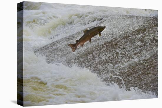 Atlantic Salmon (Salmo Salar) Leaping Up the Cauld at Philphaugh Centre Near Selkirk, Scotland, UK-Rob Jordan-Premier Image Canvas